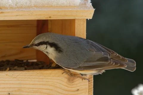 Wood nuthatch Stock Photos