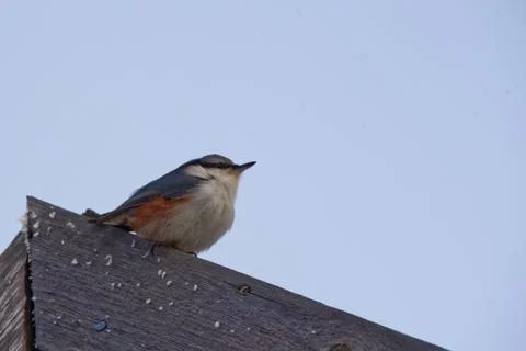 Wood nuthatch Stock Photos