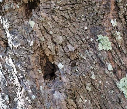 Wood of olive tree Stock Photos