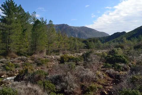 The wood of Oridda Stock Photos