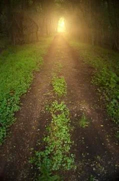 Wood path, bright light Stock Photos
