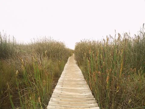 Wood Path Perspective Stock Photos