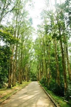 Wood with path Stock Photos