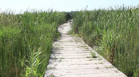 Wood path in tall grass Stock Footage 40632386