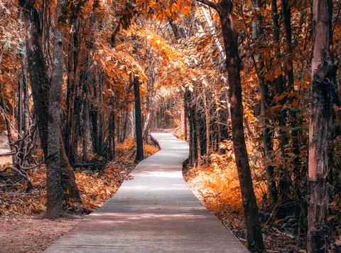 Wood pathway in forest Stock Photos