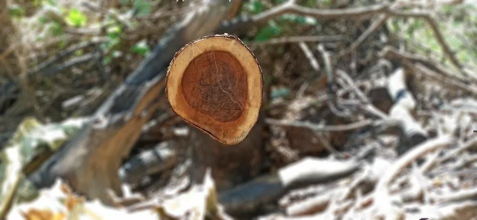 Wood pattern in the forest Stock Photos