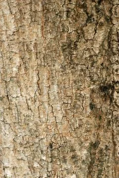 Wood pattern Stock Photos