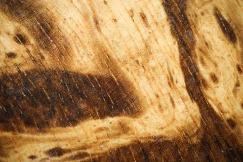 Wood pattern - textured wood pattern macro Stock Photos