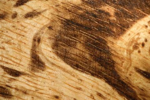 Wood pattern - textured wood pattern macro Stock Photos