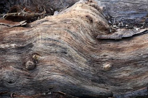 Wood Patterns on a tree that was cut down Stock Photos