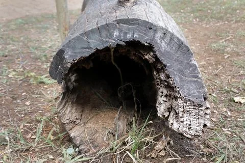 Wood Patterns on a tree that was cut down Stock Photos