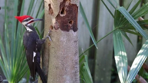 Wood pecker 2 動画素材 240353396