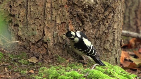 Wood Pecker 스톡 동영상 78620779