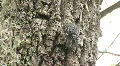 Wood Pecker on Tree Trunk HD Footage