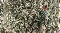 Wood Pecker on Tree Trunk HD Footage