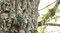 Wood Pecker on Tree Trunk HD Footage