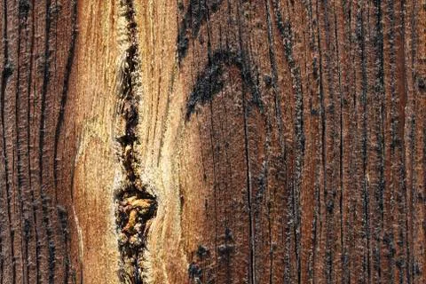 Wood Stock Photos