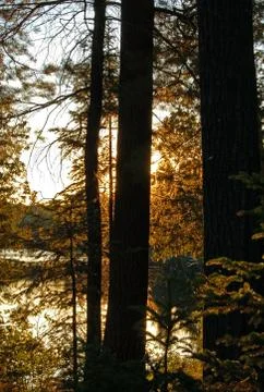 A wood Stock Photos