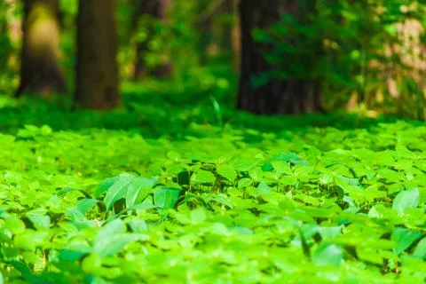 In the wood Stock Photos