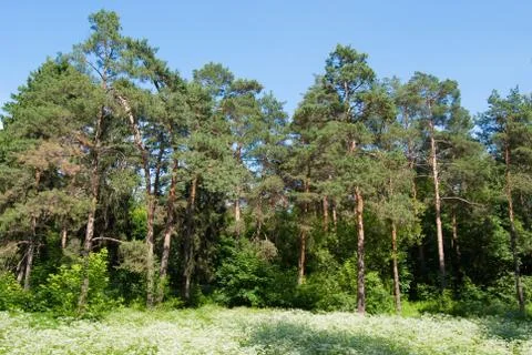 In the wood Stock Photos