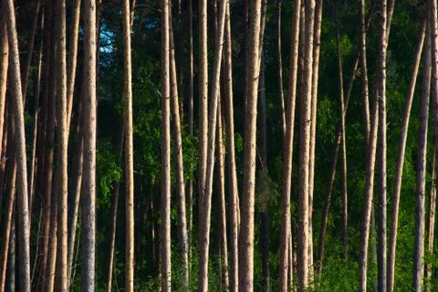 In the wood Stock Photos
