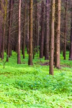 In the wood Stock Photos