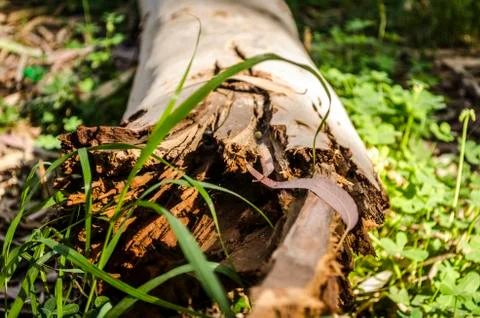 Wood Stock Photos