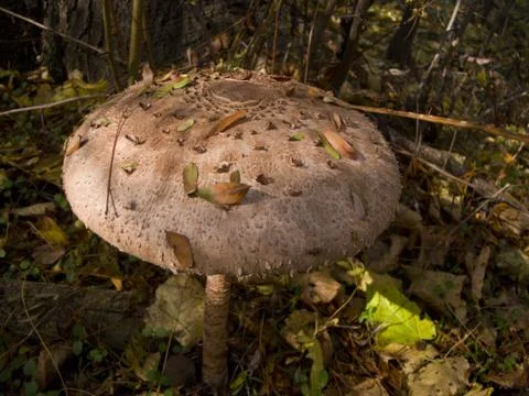 In the wood Stock Photos