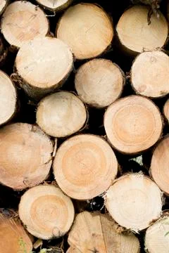 Wood Stock Photos