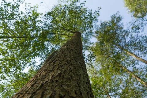 Wood Stock Photos