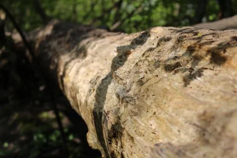 Wood Stock Photos