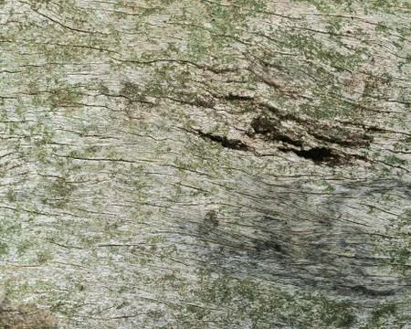 Wood Stock Photos