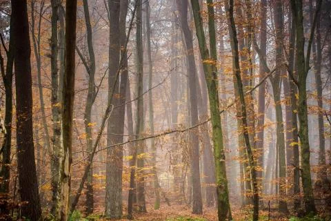 In the wood Stock Photos
