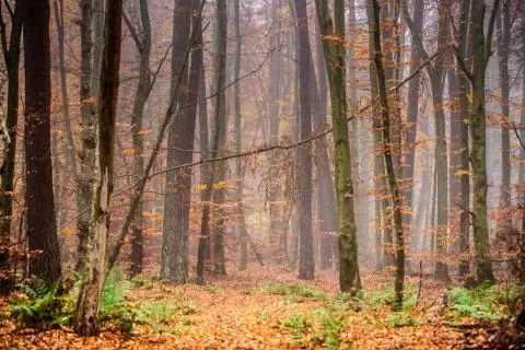 In the wood Stock Photos