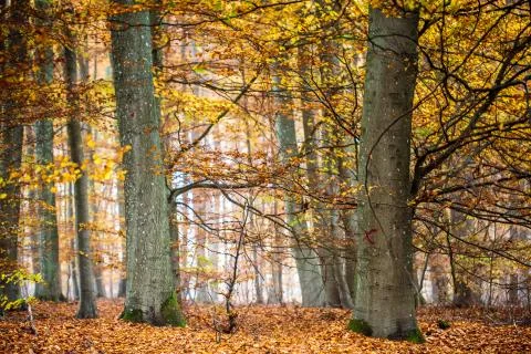 In the wood Foto stock