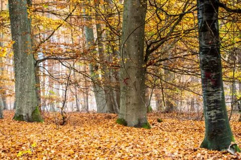 In the wood Stock Photos