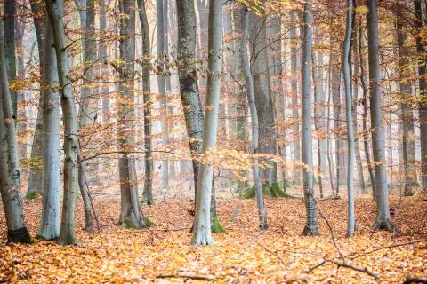 In the wood Stock Photos