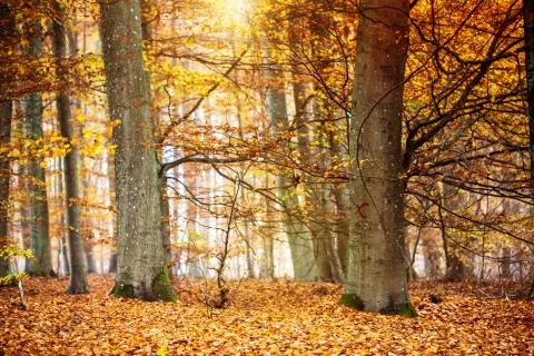 In the wood Stock Photos
