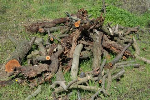 Wood Stock Photos