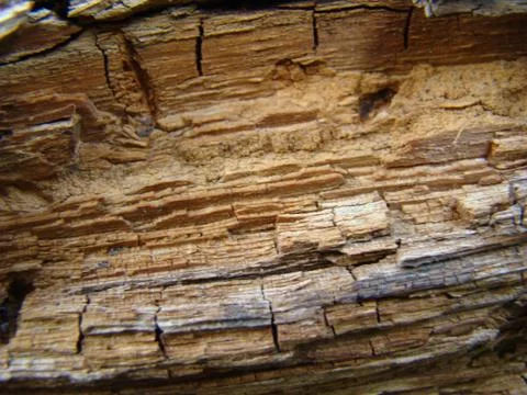 Wood Foto stock
