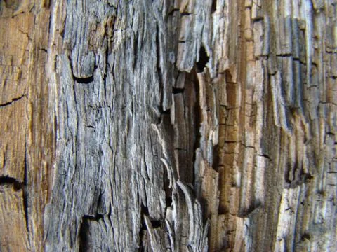 Wood Stock Photos