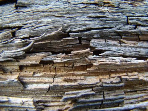 Wood Stock Photos