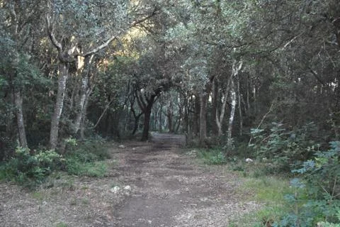 Wood Photos