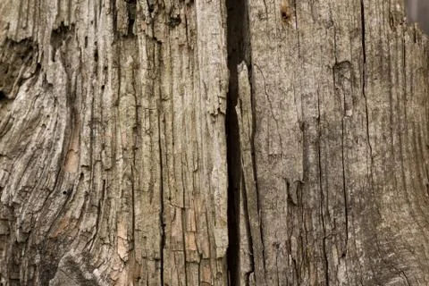Wood Foto stock