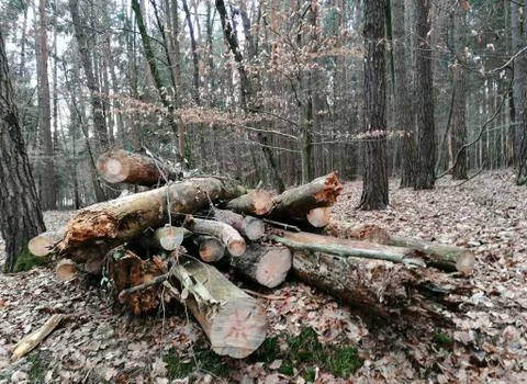 Wood Stock Photos