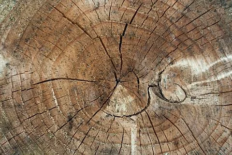 Wood Foto stock