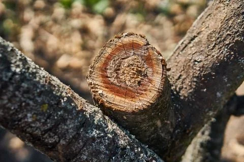 Wood Stock Photos
