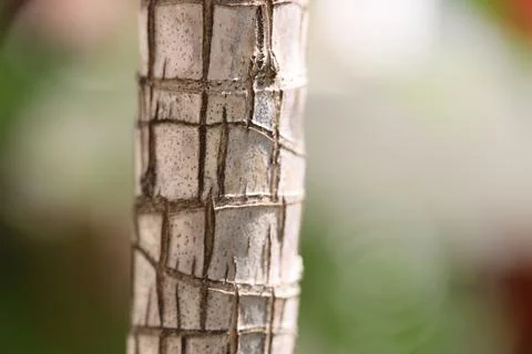 Wood Stock Photos