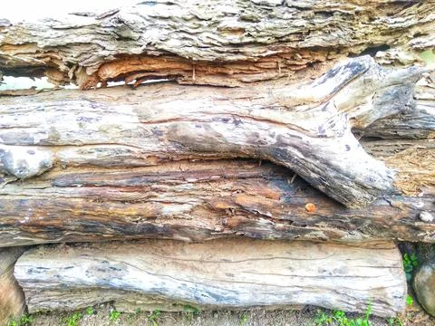 Wood 스톡 사진
