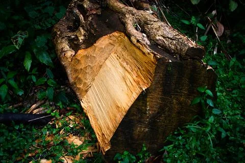 The Wood Stock Photos